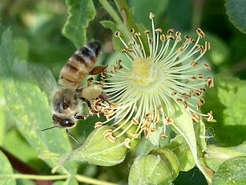 iNaturalist observation photo of Western Honey Bee