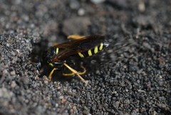 Philanthus lepidus