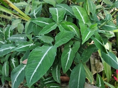 Syngonium wendlandii