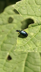 Lebia