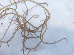Hypnea musciformis