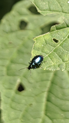 Lebia