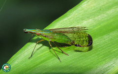 Paralappida limbativentris