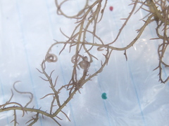 Hypnea musciformis