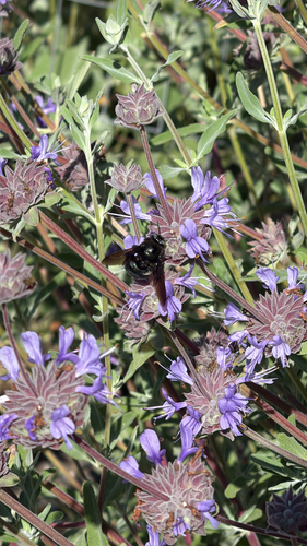 Southern California Carpenter