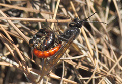 Elaphroptera