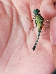 Diplacodes trivialis