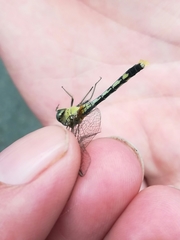 Diplacodes trivialis