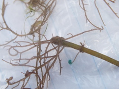 Hypnea musciformis