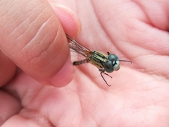 Diplacodes trivialis