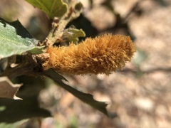 Heteroecus melanoderma