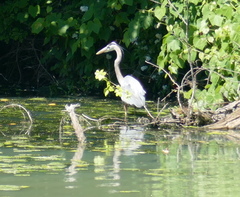 Ardea herodias