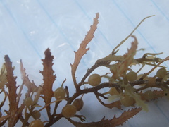 Sargassum