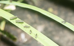 Plagioneurus univittatus