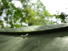 Mysidia gracilis