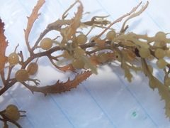 Sargassum