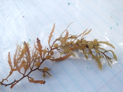 Sargassum
