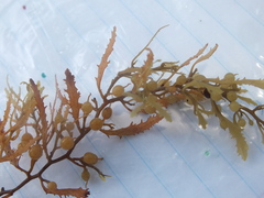 Sargassum