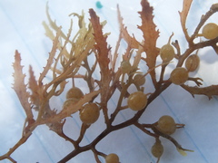 Sargassum