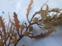 Sargassum