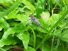 Asilinae