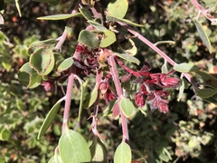 Exobasidium arctostaphyli