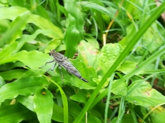Asilinae