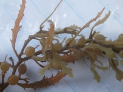 Bryozoa