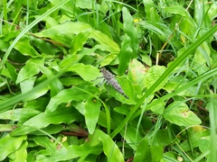 Asilinae