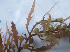 Bryozoa