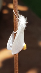 Rupela albinella