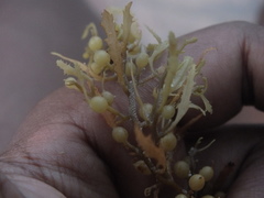 Bryozoa