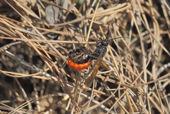 Elaphroptera
