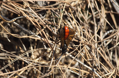 Elaphroptera