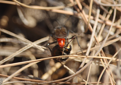 Elaphroptera