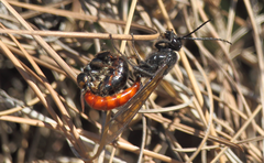 Elaphroptera