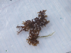 Dictyopteris delicatula