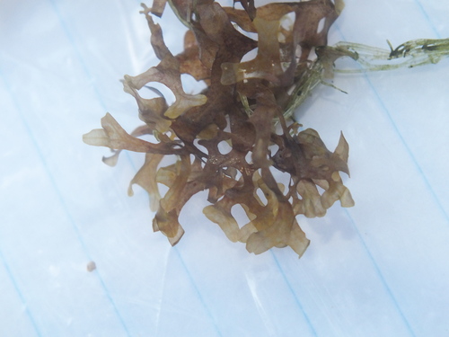 Dictyopteris delicatula observed 2019-09-01