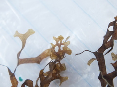 Dictyopteris delicatula