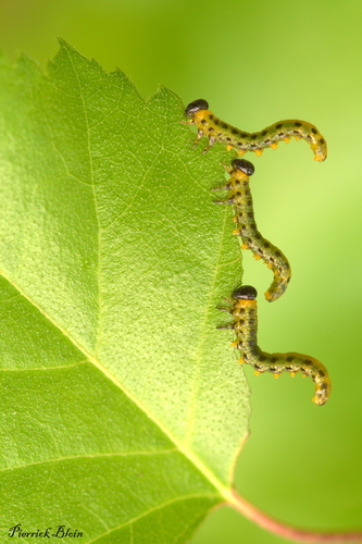 Nematus septentrionalis