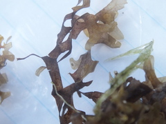 Dictyopteris delicatula