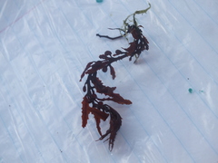 Sargassum fluitans