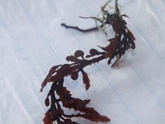 Sargassum fluitans