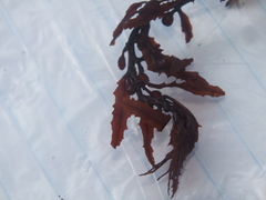 Sargassum fluitans