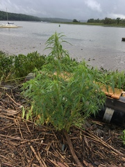 Amaranthus cannabinus