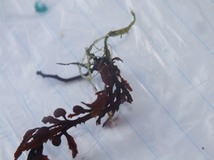 Sargassum fluitans