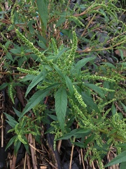 Amaranthus cannabinus