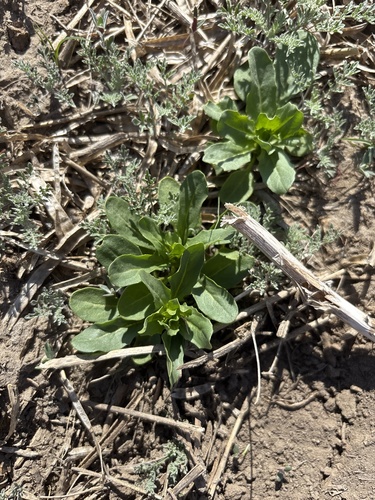 field penny-cress