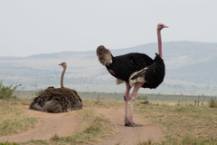 Struthio camelus massaicus