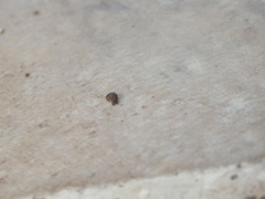 Amphipoda